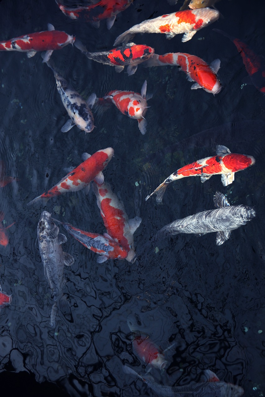 探寻传统艺术瑰宝，国画作品集大全荟萃