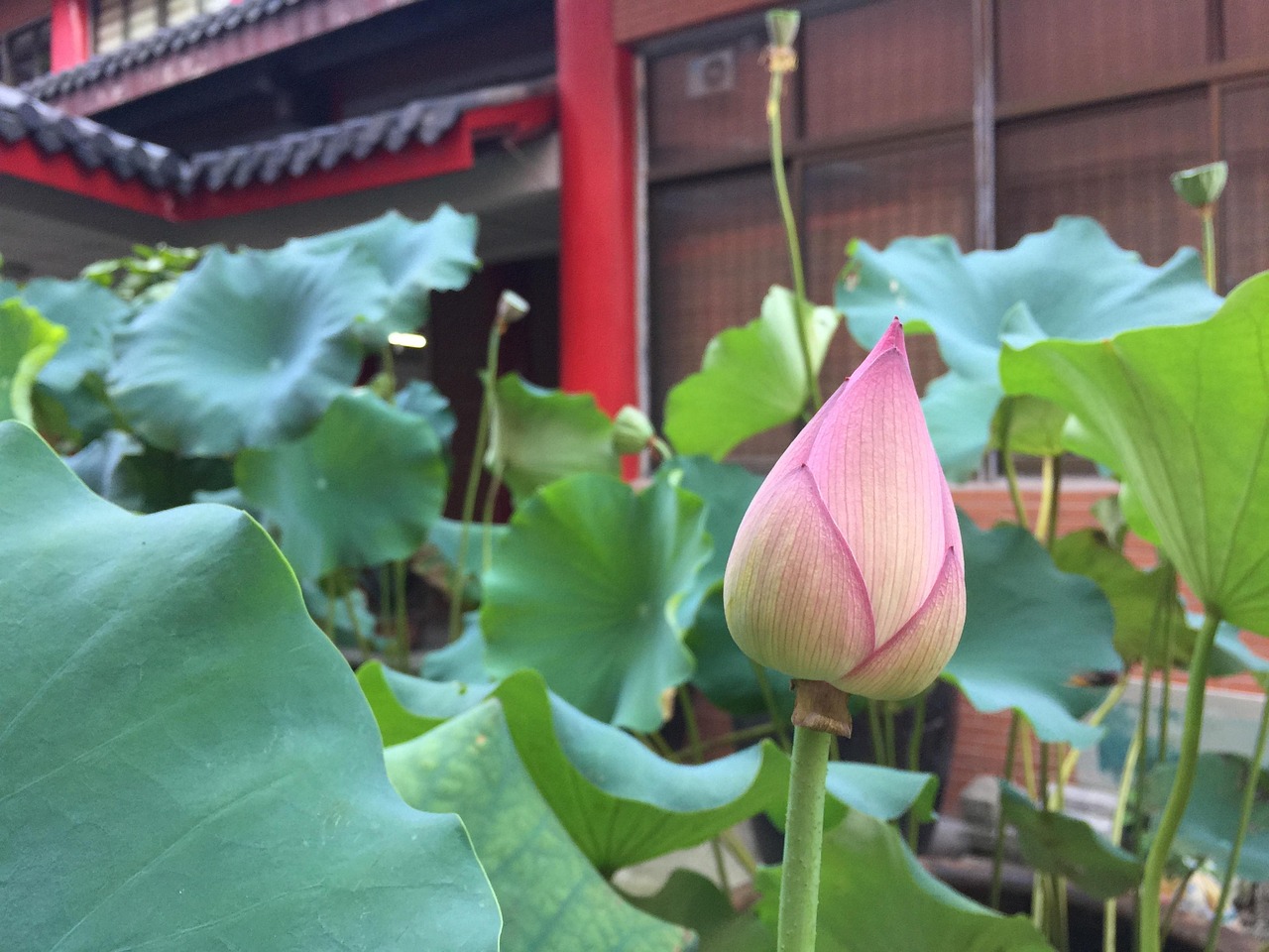 国画荷花基础画法教程，轻松掌握最简单的荷花绘制技巧